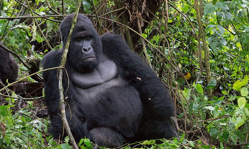 Virunga National Park is home to the critically endangered mountain gorilla. Photo by Fanny Schertzer via Wikimedia Commons (CC BY 3.0).