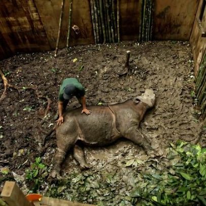 Rebanho de rinocerontes mortos desperta preocupação