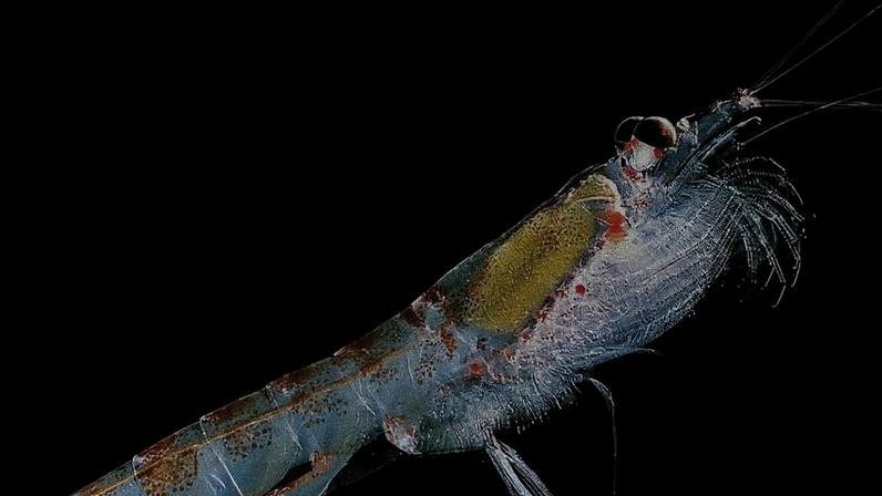 Baby krill living around Antarctica are struggling to cope with rising sea temperatures, new research suggests.