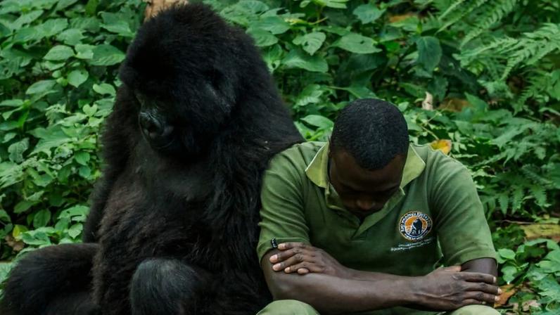 ICCN ranger in Virunga National Park, DRC. Image courtesy Nelis Wolmarans.