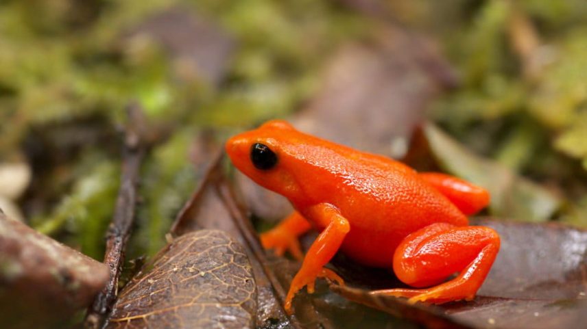 MANTADIA, Madagascar — In 2017, more than 1,500 golden mantella frogs hopped into breeding ponds near the Ambatovy nickel and cobalt mine in eastern Madagascar. Their reintroduction to the wild was part of a program to mitigate the mine’s environmental impact. The frogs’ release marked a milestone in an effort to raise and breed the species in captivity. Three years later, scientists and conservationists are awaiting the results of studies examining the success of the reintroduction effort.