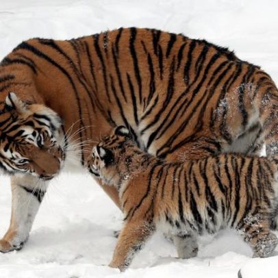 Em risco: nossas ações colocam pessoas e fauna em perigo de doenças