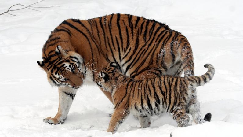 A female Amur tiger, also known as a Siberian tiger, (Panthera tigris altaica). The species is vulnerable to canine distemper. Leipzig Zoo. Image by Appaloosa via Wikimedia Commons (CC BY-SA 3.0).