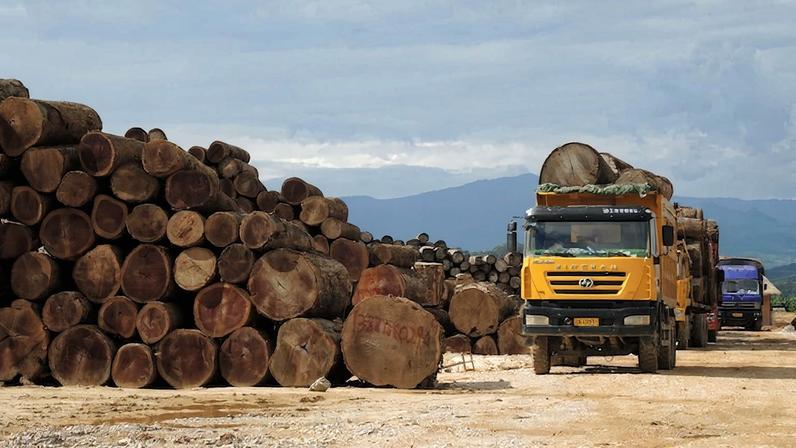 Banner image of fresh teak logs in Nongdao, Myanmar. Image courtesy of EIA.
