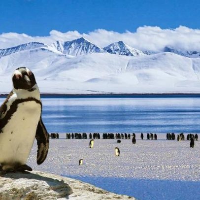 Indústria de ração para peixes aposta em krill, impactos incertos na Antártica