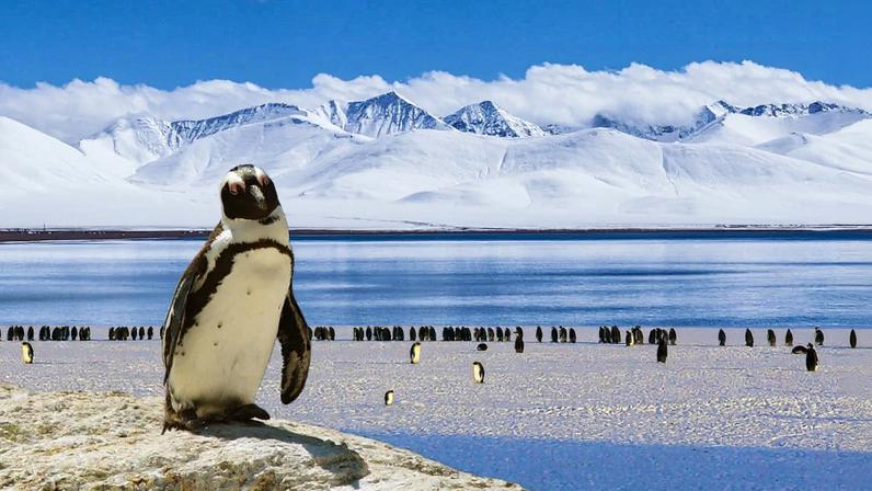 Penguins in the Antarctic. Image by DigitalDesigner via Pixabay (Public domain).