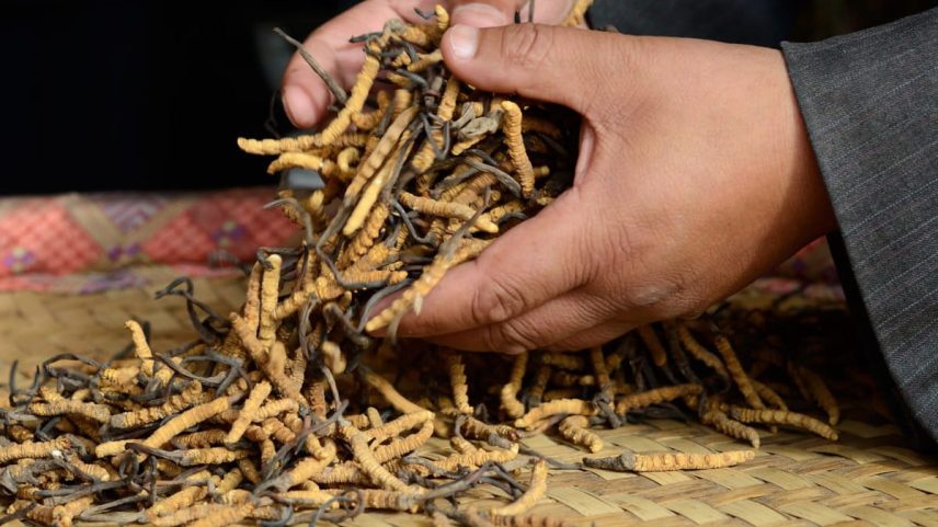 During the peak season, residents from some of the hilly regions of Nepal move to higher grounds in search of the prized Ophiocordyceps sinensis. Photo by Manu Moudgil.