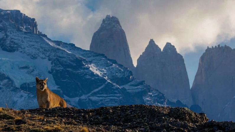 A puma in Torres del Paine National Park, Chile. Image by Cristian Sepúlveda.
