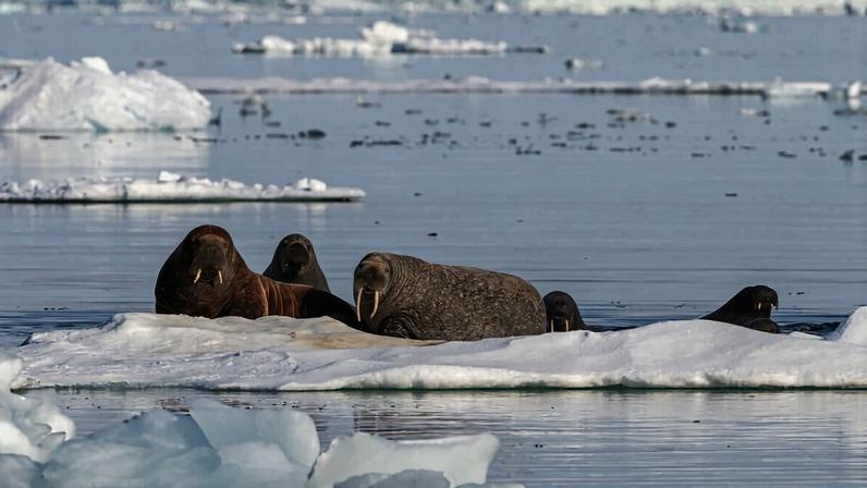 Walruses in Svalbard, Norway — a vulnerable area.