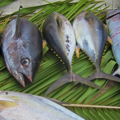 Estoque de atum no Oceano Índico perto do colapso, nações buscam soluções