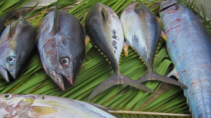 Yellowfin tuna catch laid out on leaves.