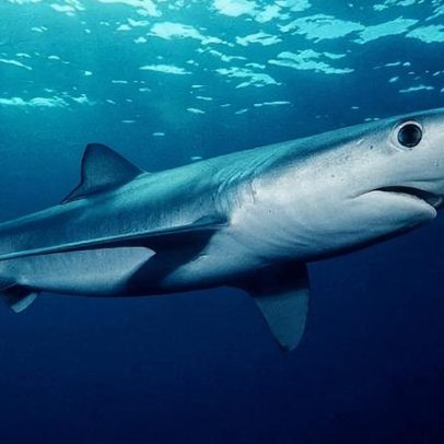 Brasil registra apreensão recorde de nadadeiras de tubarão, quase 29 t