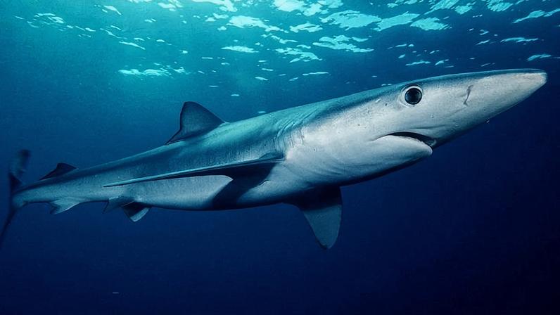 Blue shark (Prionace glauca) off southern California. Image by Mark Conlin/NMFS via WIkimedia Commons (public domain).