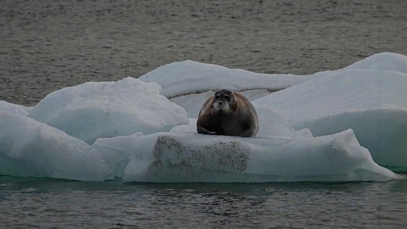 A bearded seal in Svalbard. Image by Rob Oo via Flickr (CC BY 2.0).