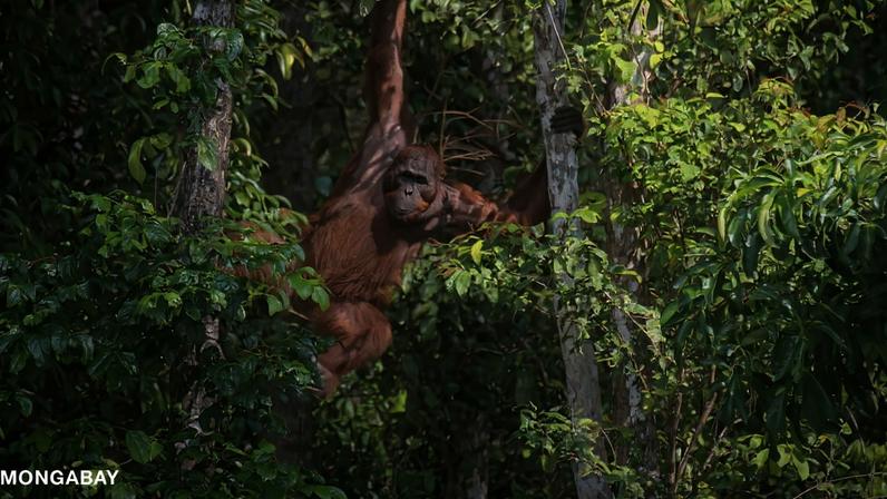 JAKARTA — Indonesia’s largest deforesting company has continued to clear peatland despite an order by the government for the firm to stop clearing rainforests.