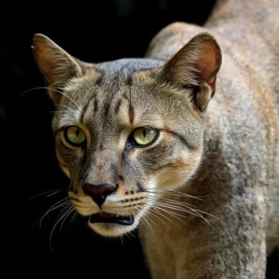 Rodovias impedem pumas de retomar território leste dos EUA, aponta estudo
