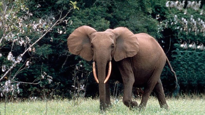 Loxodonta africana cyclotis. Forest elephant bull Gamba, Gabon. Image courtesy of WWF / Hervé MORAND.