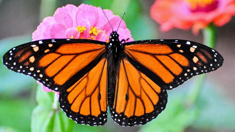 Banner image of a monarch butterfly by Peter Miller via Flickr (CC BY-NC-ND 2.0).
