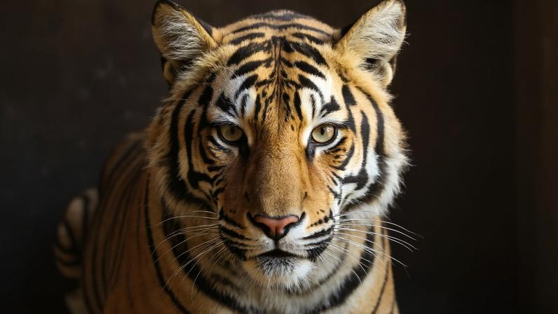 A Bengal tiger in its habitat. Image by Rhett A. Butler/Mongabay