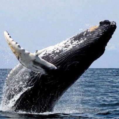 Barcos pesqueiros competem com baleias na Antártida por krill