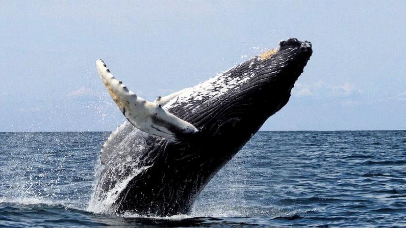 Humpback whale