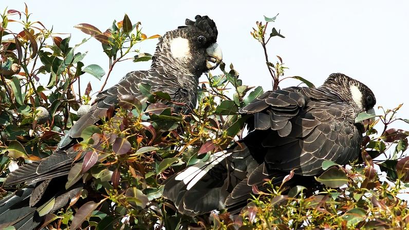 Baudin’s black-cockatoo