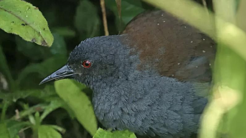 Galápagos rail