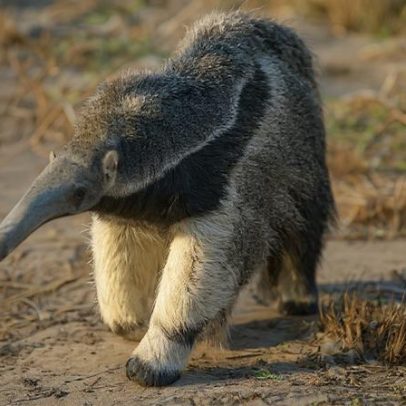 Dia Mundial da Restauração da Natureza: 4 espécies se recuperam da extinção