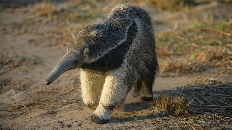 A giant anteater in the Argentinian wetlands. Image courtesy of Rewilding Argentina.