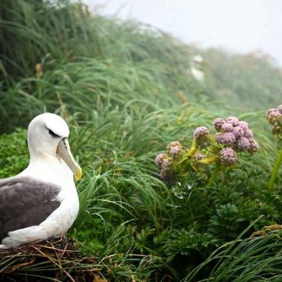 Iniciativa mira restauração de ecossistemas em três ilhas da Nova Zelândia