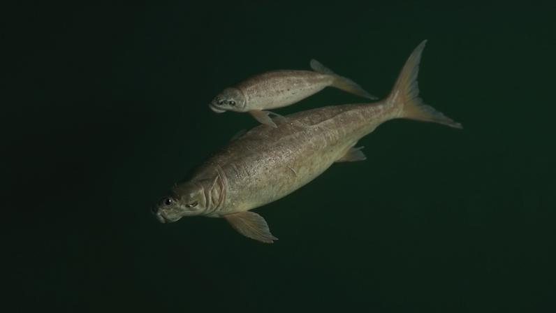 Dugong photographed by drone in Phuket province. Image courtesy of Theerasak Saksritawee.