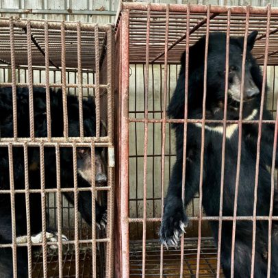 Três ursos-lunares são resgatados na primeira fazenda de bile do Laos fechada
