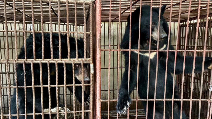 Two of the rescued bears, courtesy of Free the Bears.