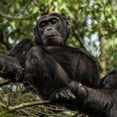 Caça furtiva aumenta em áreas do Parque Nacional de Virunga sob ocupação do M23