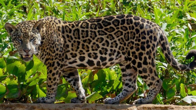 Jaguar siblings in Porto Jofre in the Brazilian Pantanal. Image by Bernard Dupont via Flickr (CC BY-SA 2.0).