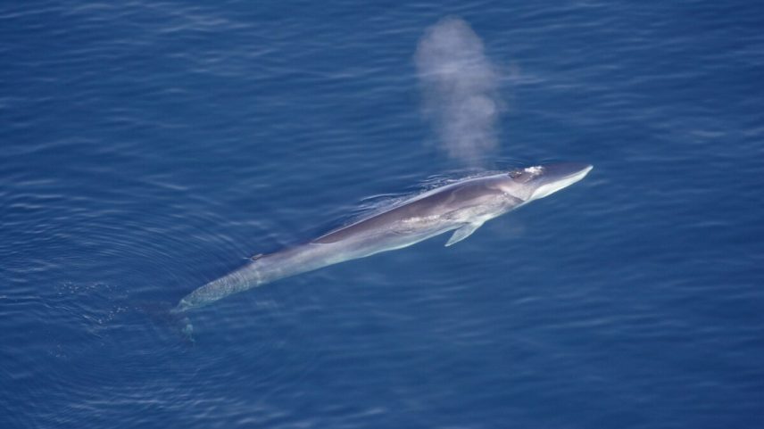 Banner image of a fin whale by Aqqa Rosing-Asvid via Wikimedia Commons (CC BY 2.0).