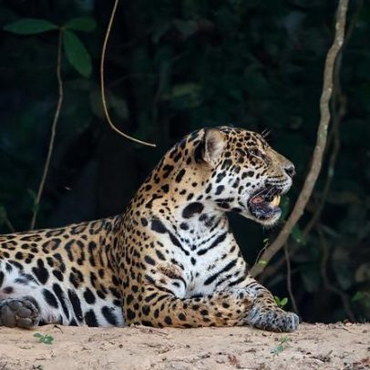Rewilding de jaguar no Brasil evidencia obstáculos à conservação