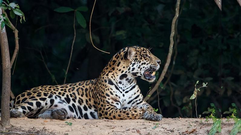 Rewilding de jaguar no Brasil evidencia obstáculos à conservação