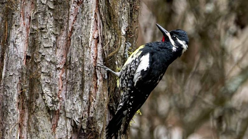 Williamson’s sapsucker (*Sphyrapicus thyroideus*), one of the birds declining in areas where they’re abundant. Image courtesy of Blair Dudeck/Macaulay Library/Cornell Lab of Ornithology.