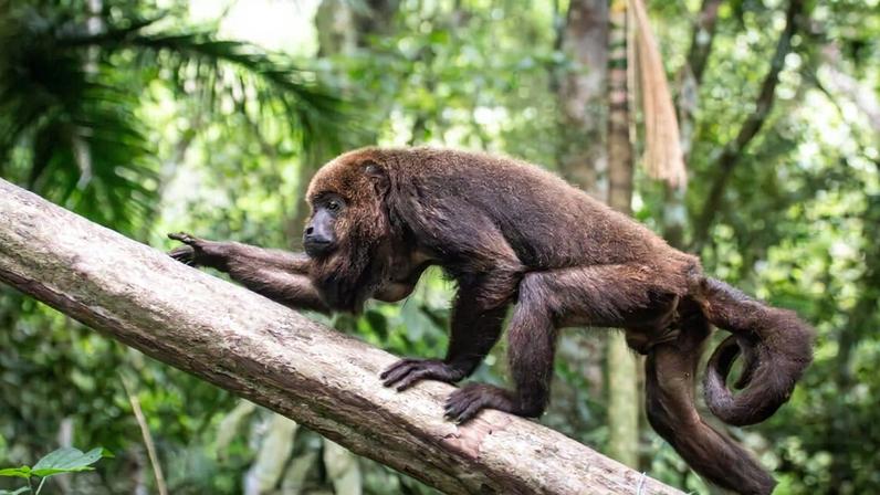 Max, a brown howler monkey, courtesy of Marcelo Rheingantz.