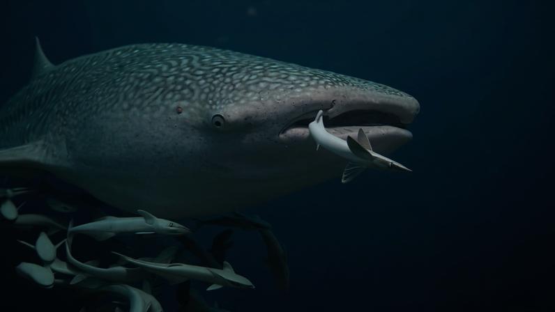 SAINT-DENIS, La Réunion — The intergovernmental body that regulates tuna fisheries in the Indian Ocean agreed to a suite of shark conservation measures, including rules to curb shark finning and the use of gear that causes significant shark bycatch. The new measures adopted by the Indian Ocean Tuna Commission (IOTC) provide critical relief for a whale shark populations, but experts say more efforts are needed to protect sharks in the region.