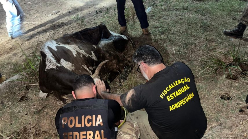 Cerca de 550 animais criados ilegalmente na TI Apyterewa foram retirados (Foto: Divulgação)