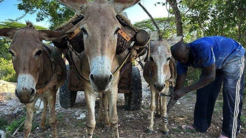 Homem trabalhando com seus burros em Lamu, no Quênia (Foto: The Donkey Sanctuary)