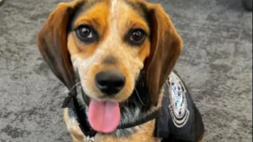 Freddie ajuda a detectar produtos agrícolas não declarados que entram nos EUA pelo aeroporto de Dulles - Foto: U.S. Customs and Border Protection
