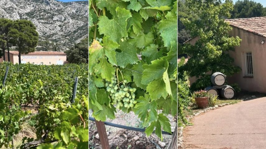 Foire Aux Vins: vinícola Domaine de Saint Ser, da Provence, estará presente (Foto: Reprodução @domainesaint_ser)