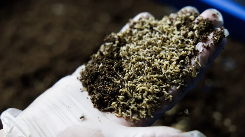 As larvas de mosca são excelentes na conversão de resíduos alimentares em proteína - Foto: Energesman