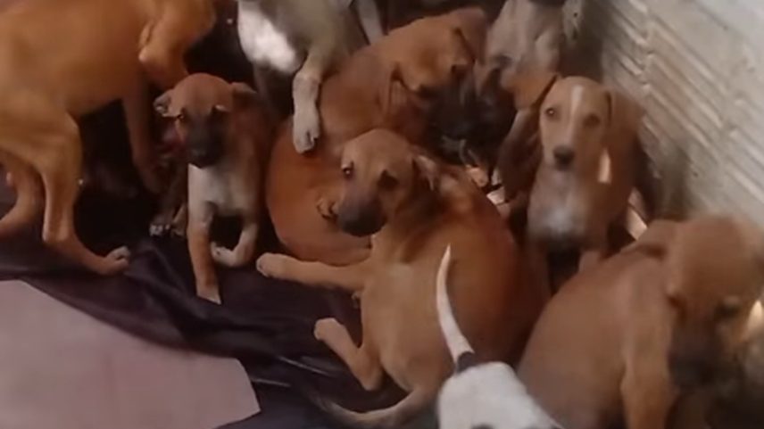 Cães morrem assustados com fogos de artifício em Pernambuco (Foto: Reprodução Instagram)