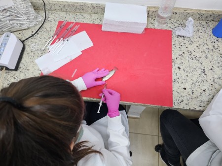 Inoculação experimental de Francisella orientalis em tilápias para avaliação de resistência (Foto: Marcelo Souza Silva Filho)