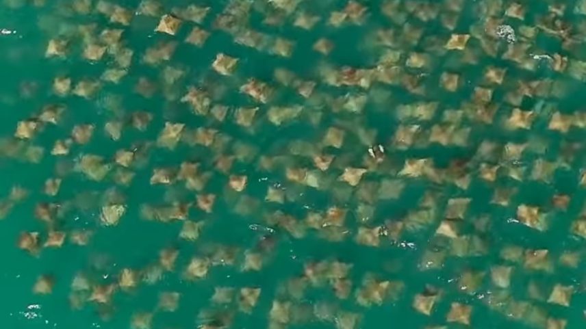 Cardume de raias em Arraial do Cabo (Foto: Reprodução)