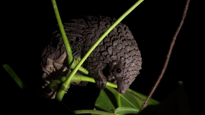 White-bellied pangolin (Phataginus tricuspis), Gabon. Image by bureaubenjamin via iNaturalist (CC BY-NC 4.0).